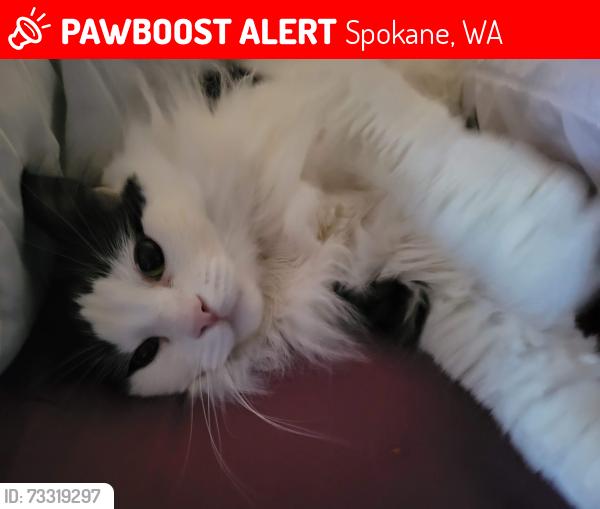 Lost Male Cat last seen Pine street Spokane WA, Spokane, WA 99206