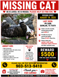 Lost Male Cat last seen PR2408, Hunt County, TX 75474