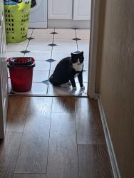 Lost Male Cat last seen Moreton cross, Moreton, England CH46 6AN