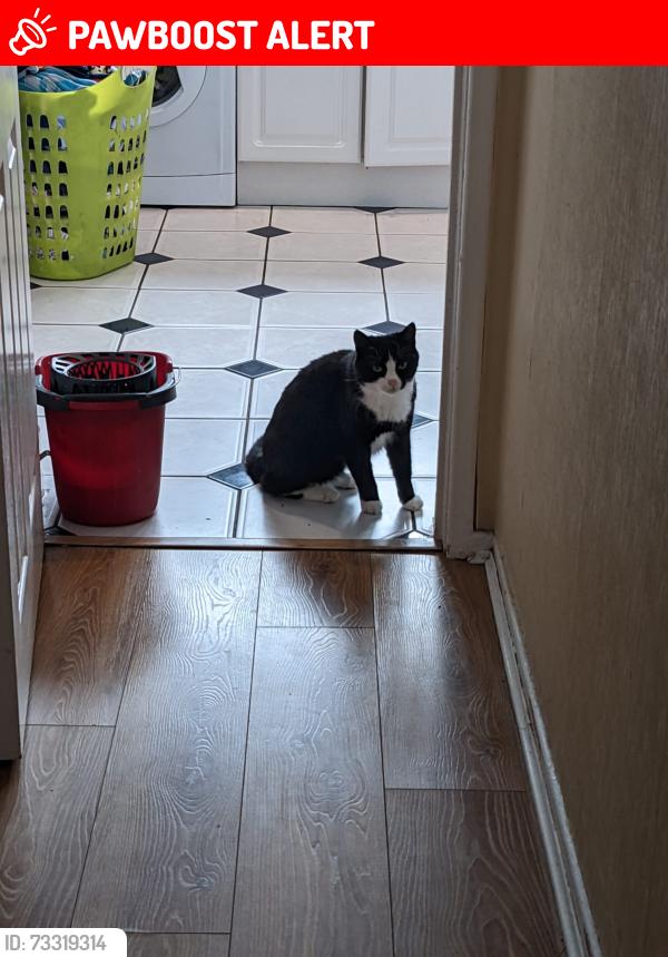 Lost Male Cat last seen Moreton cross, Moreton, England CH46 6AN