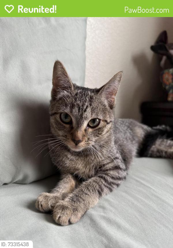 Reunited Female Cat last seen 18th and agua fresca, Albuquerque, NM 87104