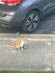 Found/Stray Unknown Cat last seen Across from lineburger park, Gastonia, NC 28054