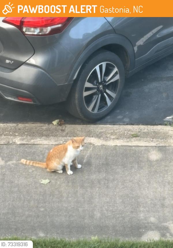 Found/Stray Unknown Cat last seen Across from lineburger park, Gastonia, NC 28054