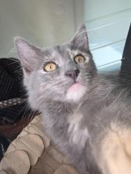 Lost Female Cat last seen Ran into Green Hills Cemetary, Asheville, NC 28806
