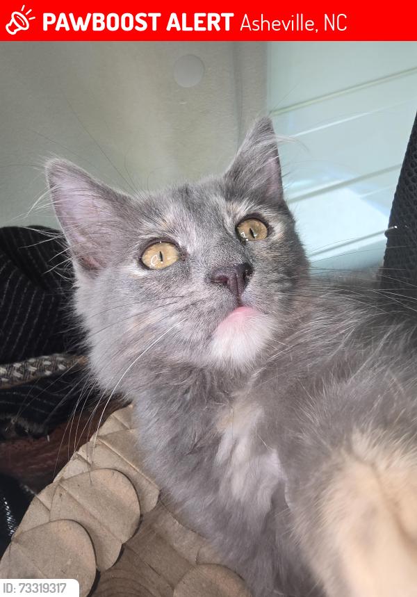 Lost Female Cat last seen Ran into Green Hills Cemetary, Asheville, NC 28806