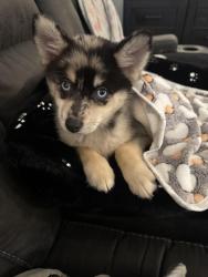 Lost Male Dog last seen Clear creek dr. And intermountain health Lutheran hosp, Golden, CO 80401