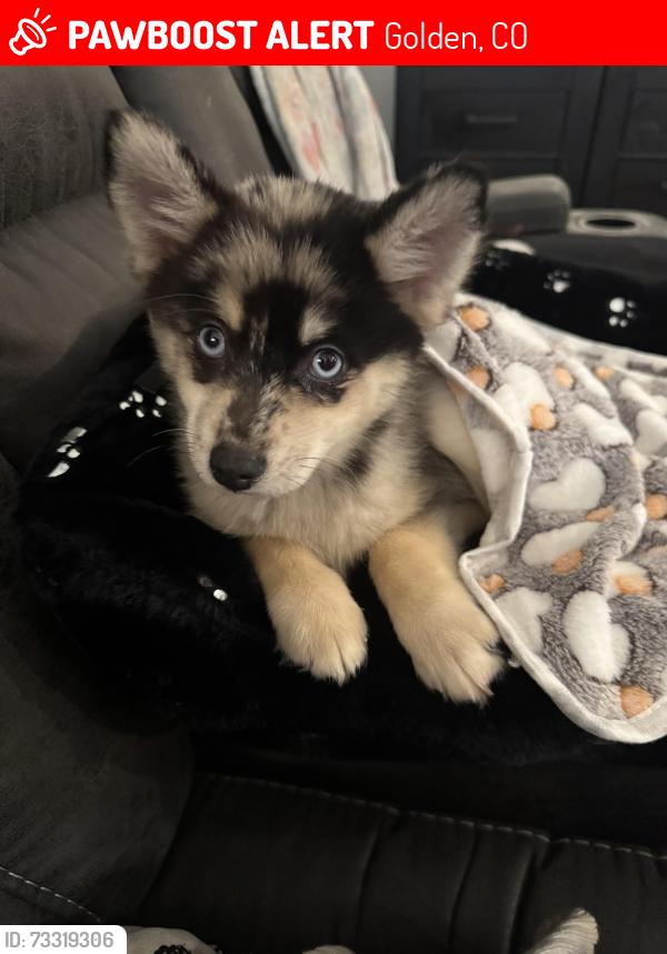 Lost Male Dog last seen Clear creek dr. And intermountain health Lutheran hosp, Golden, CO 80401