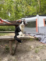 Found/Stray Male Cat last seen Walk in Campsites in the Nerstrand State park, Nerstrand, MN 55053