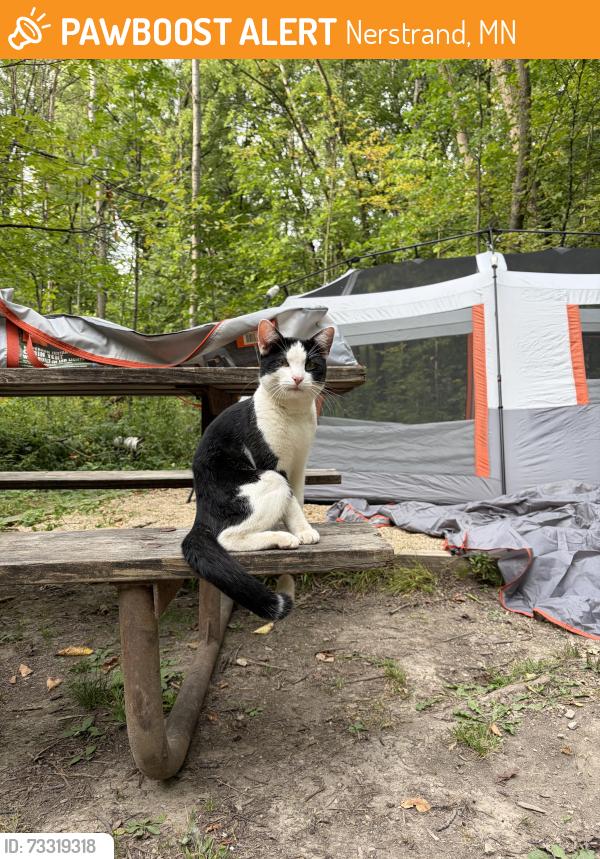 Found/Stray Male Cat last seen Walk in Campsites in the Nerstrand State park, Nerstrand, MN 55053