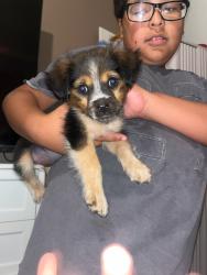 Lost Female Dog last seen South benton, Midland, TX 79701