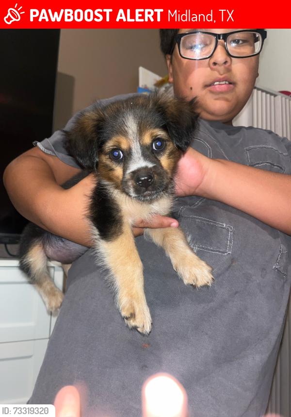 Lost Female Dog last seen South benton, Midland, TX 79701