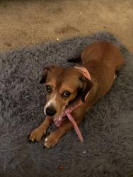Reunited Female Dog last seen Veanna Drive, Fayetteville, NC 28301