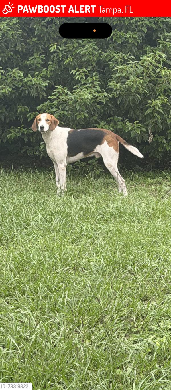 Lost Male Dog last seen Nebraska & sitka, Tampa, FL 33604
