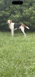 Lost Male Dog last seen Nebraska & sitka, Tampa, FL 33604