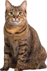 Reunited Female Cat last seen best buy smart crnter, Cambridge, ON N1R 8K5