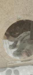 Shelter Stray Female Cat last seen , 957 N Gaffey St, San Pedro, CA 90731, USA