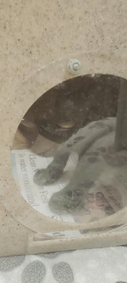 Shelter Stray Female Cat last seen , 957 N Gaffey St, San Pedro, CA 90731, USA
