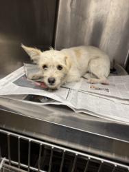 Shelter Stray Female Dog last seen , 14409 Vanowen St, Van Nuys, CA 91405, USA