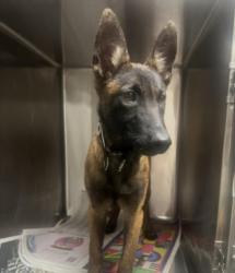 Shelter Stray Female Dog last seen , 14409 Vanowen St, Van Nuys, CA 91405, USA