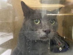 Shelter Stray Male Cat last seen , 1850 W 60th St, Los Angeles, CA 90047, USA