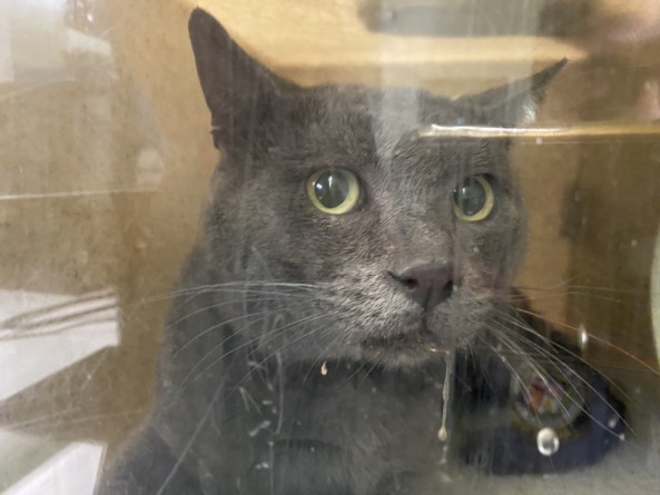 Shelter Stray Male Cat last seen , 1850 W 60th St, Los Angeles, CA 90047, USA