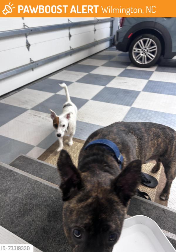 Found/Stray Male Dog last seen tanbridge & beckenham, Wilmington, NC 28405