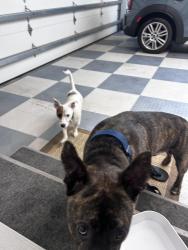 Found/Stray Male Dog last seen tanbridge & beckenham, Wilmington, NC 28405