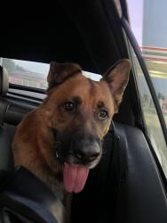 Found/Stray Male Dog last seen E Maplegrove street, and Aileron ave, La Puente, CA 91744