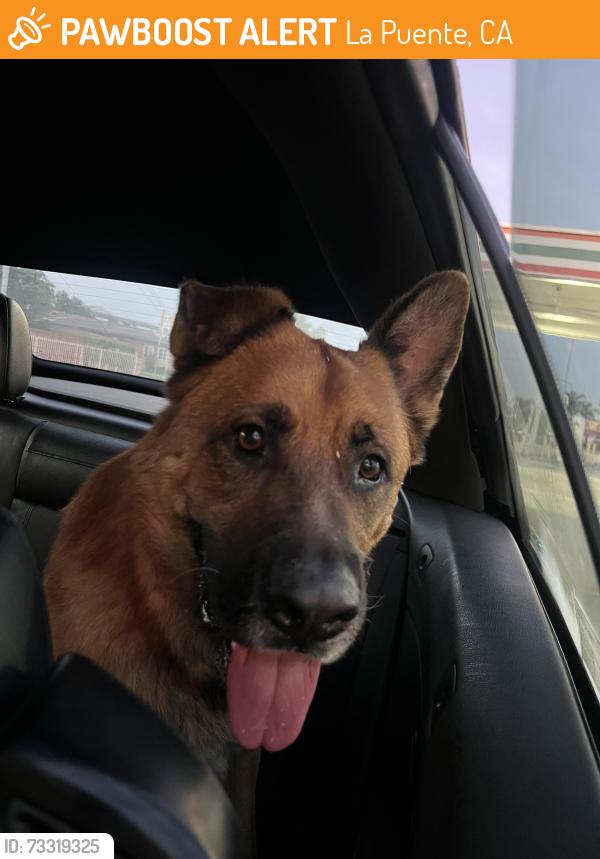 Found/Stray Male Dog last seen E Maplegrove street, and Aileron ave, La Puente, CA 91744