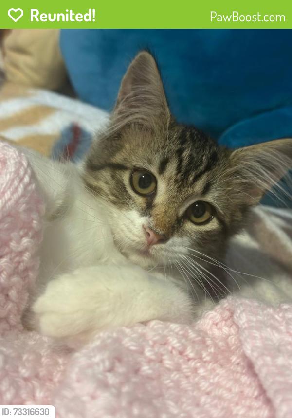 Reunited Female Cat last seen Near W 139th Terrace Olathe KS 66062, Overland Park, KS 66062