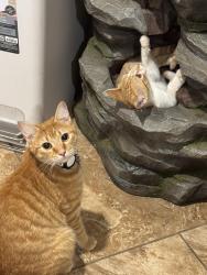 Lost Female Cat last seen Near Arroyo oak rd San Antonio Tx 78247, San Antonio, TX 78247
