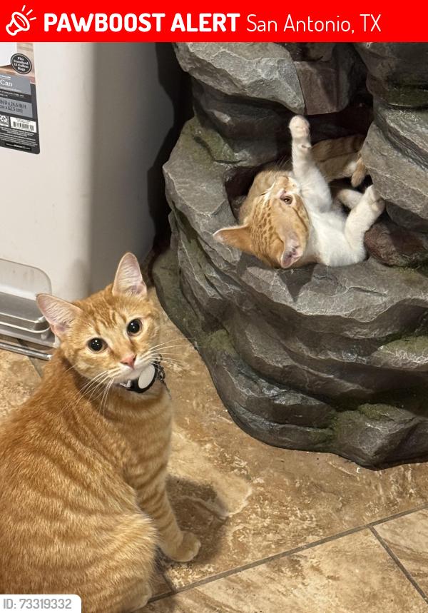 Lost Female Cat last seen Near Arroyo oak rd San Antonio Tx 78247, San Antonio, TX 78247
