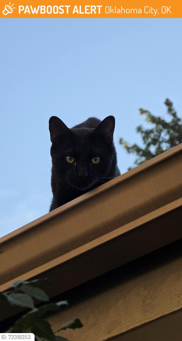 Found/Stray Unknown Cat last seen 85th and McKee, Oklahoma City, OK 73132