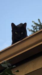 Found/Stray Unknown Cat last seen 85th and McKee, Oklahoma City, OK 73132