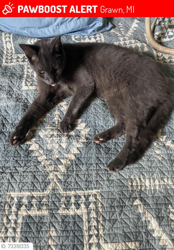 Lost Male Cat last seen Pine Rd and Hwy 32, Grawn, MI 49637