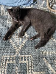 Lost Male Cat last seen Pine Rd and Hwy 32, Grawn, MI 49637