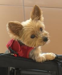 Reunited Male Dog last seen Newton Avenue, Riverhead, Riverhead, NY 11901