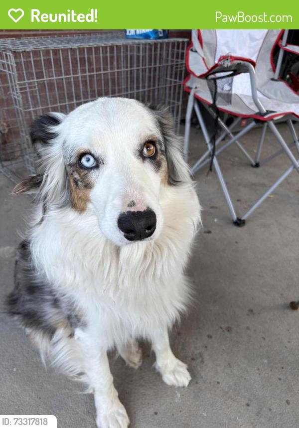 Reunited Female Dog last seen 32nd and sable, Aurora, CO 80011