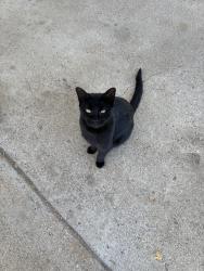 Reunited Female Cat last seen Vinetta Dr, Fort Worth, TX 76119