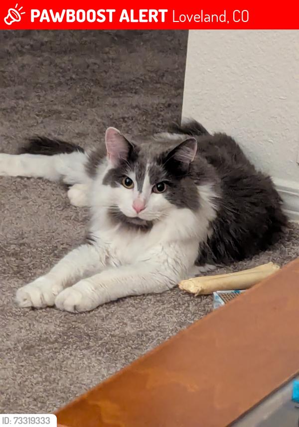 Lost Male Cat last seen 1st and Denver ave, Loveland, CO 80537
