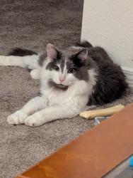 Lost Male Cat last seen 1st and Denver ave, Loveland, CO 80537