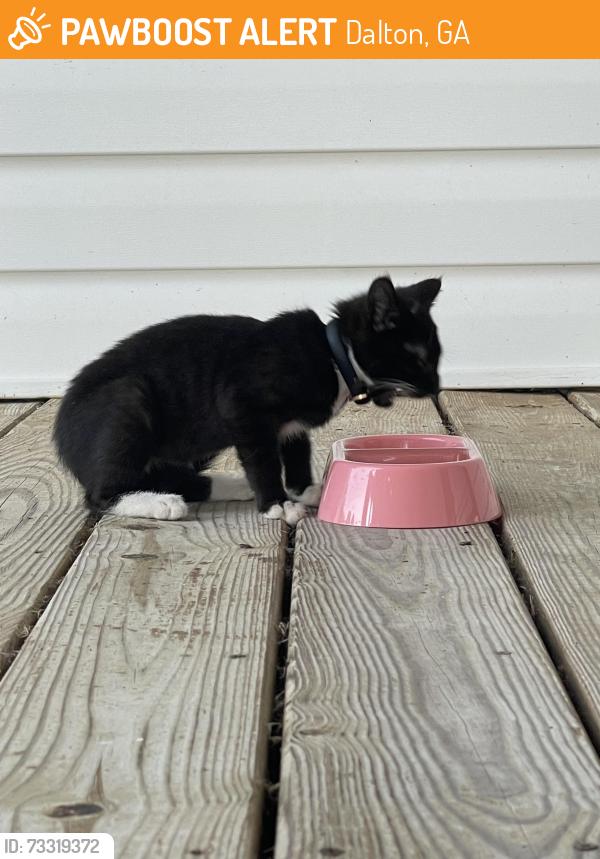 Found/Stray Female Cat last seen Dawnville Road, Dalton, GA 30721