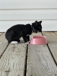 Found/Stray Female Cat last seen Dawnville Road, Dalton, GA 30721