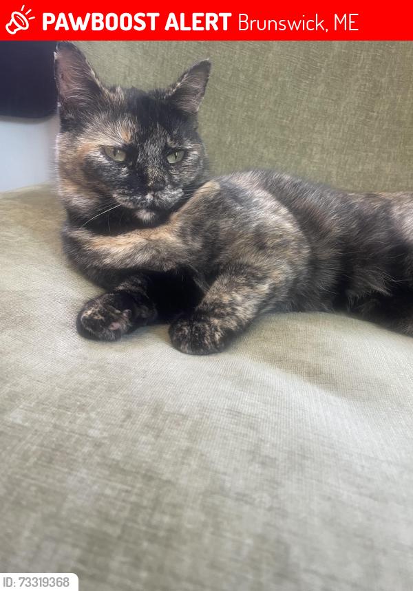 Lost Female Cat last seen Hawthorne, Brunswick, ME 04011