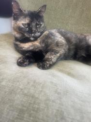 Lost Female Cat last seen Hawthorne, Brunswick, ME 04011