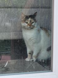 Reunited Female Cat last seen Hale and Trafalgar, London, ON N5W 1N7