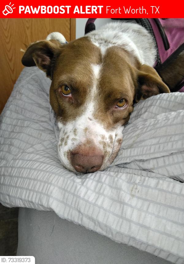 Lost Female Dog last seen golden triangle, Fort Worth, TX 76244