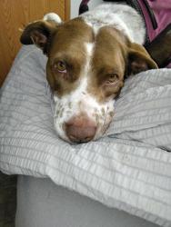 Lost Female Dog last seen golden triangle, Fort Worth, TX 76244