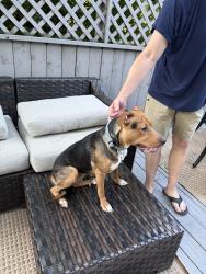 Reunited Female Dog last seen Short ridge High School, Indianapolis, IN 46208