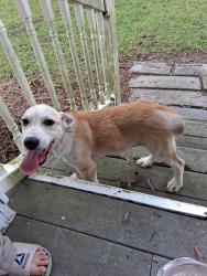 Found/Stray Male Dog last seen Hwy 301, Parkton, NC 28371
